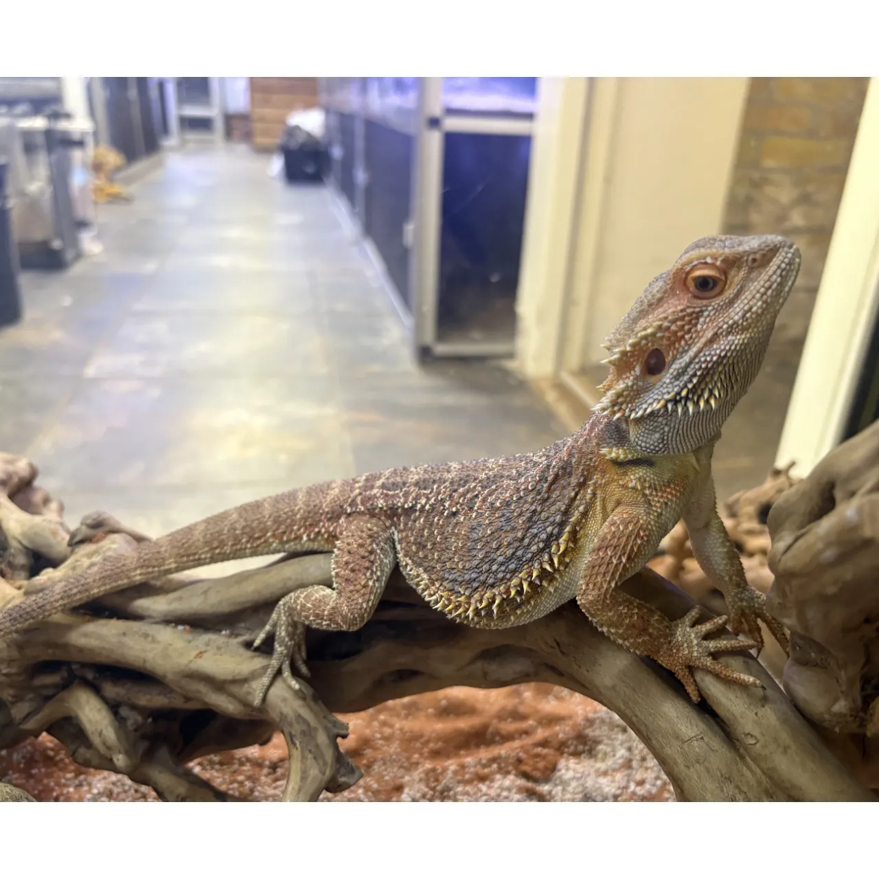 Skægagame Hun (Pogona vitticeps) 30cm